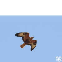 گونه سارگپه پا بلند Long-legged Buzzard